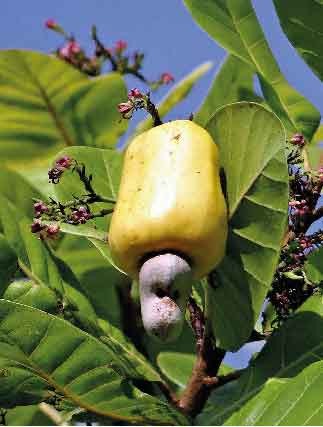 Cashew Nuts