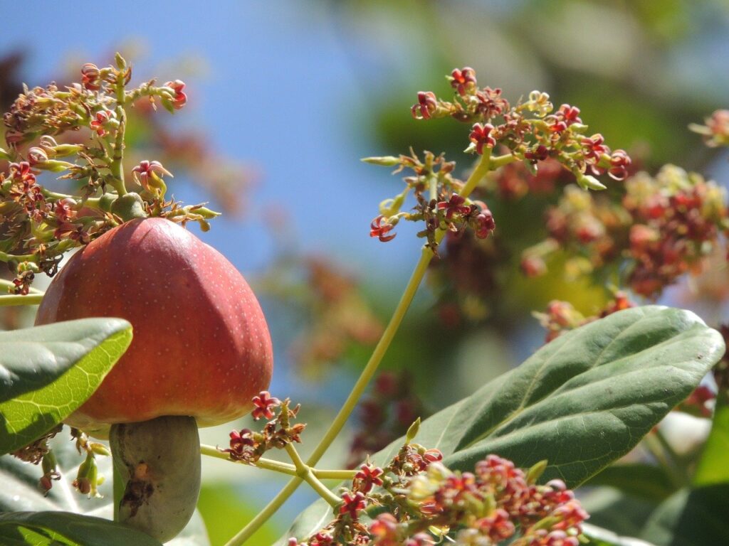 Cashew Tree